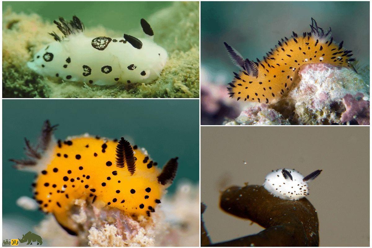 خرگوش ۲.۵ سانتیمتری که بامزه‌ترین حیوان اعماق دریاست