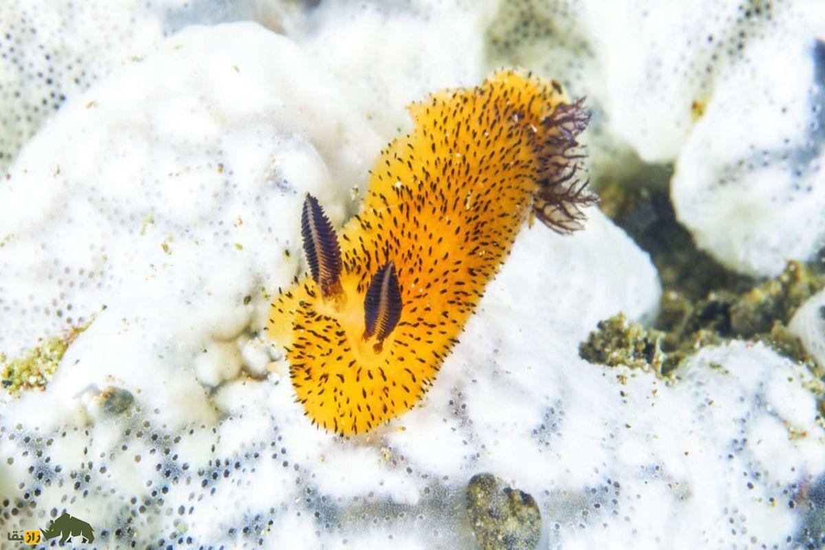 خرگوش ۲.۵ سانتیمتری که بامزه‌ترین حیوان اعماق دریاست