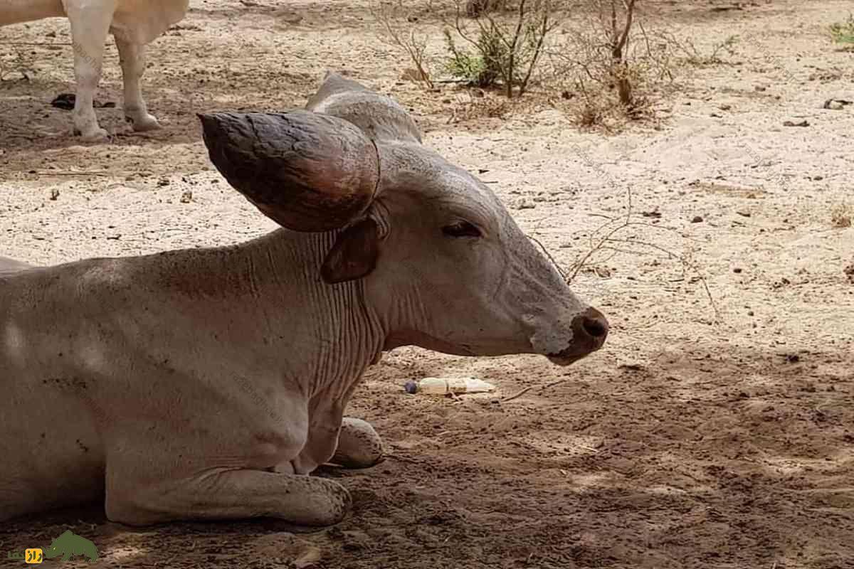 گاو کوری؛ گاوی با شاخ‌هایی شبیه میوه کاج که به عنوان یک سیستم خنک‌کننده طبیعی عمل می‌کنند!