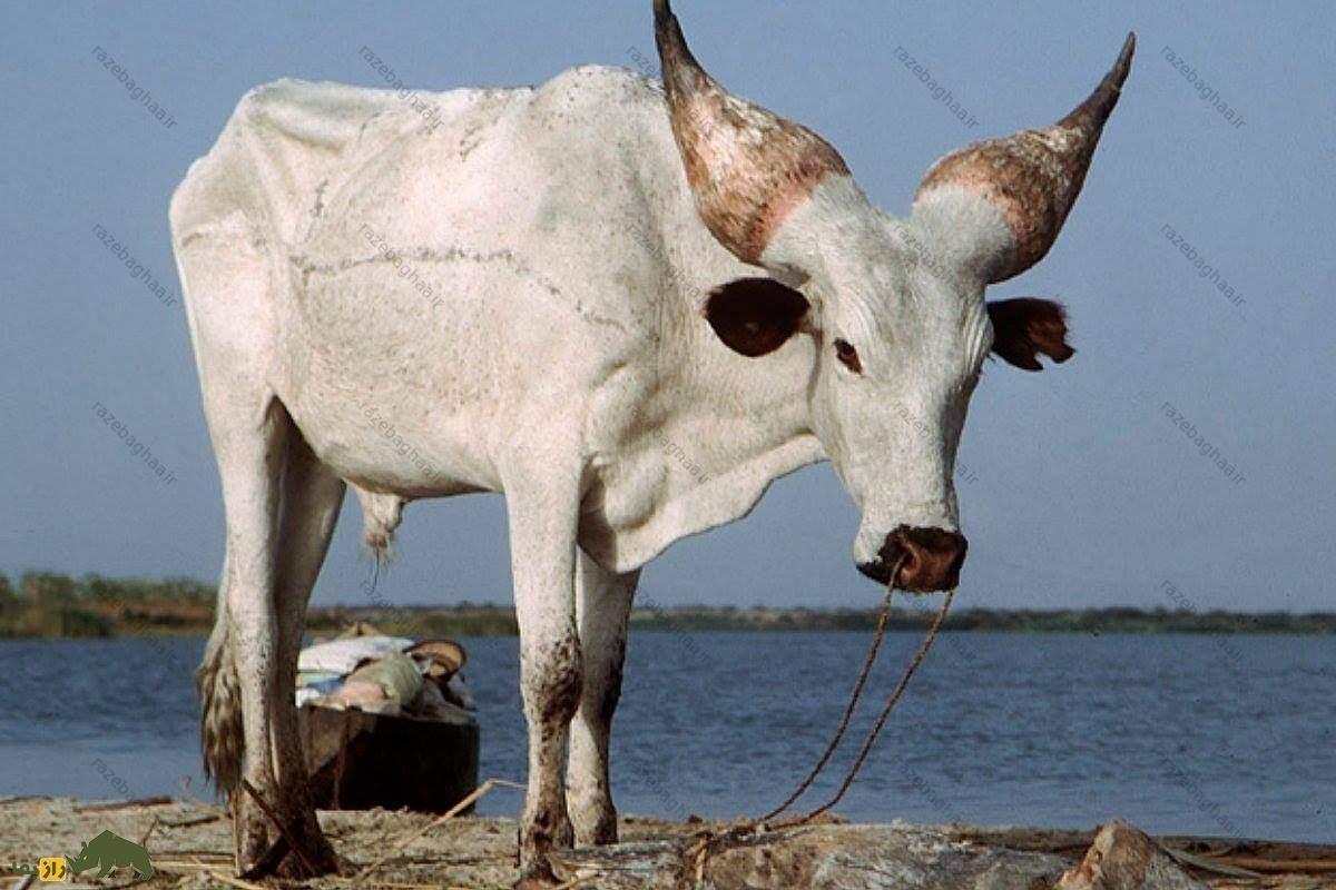 گاو کوری؛ گاوی با شاخ‌هایی شبیه میوه کاج که به عنوان یک سیستم خنک‌کننده طبیعی عمل می‌کنند!