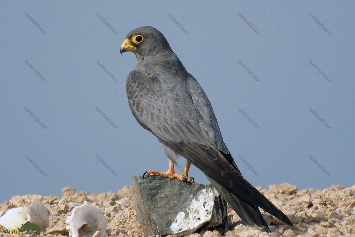 شاهین دودی؛ باهوشترین و زیباترین شاهین جهان که در بندرعباس و سیستان بلوچستان زندگی میکند و در جزیره قشم تولید مثل میکند! شاهین دودی؛ باهوشترین و زیباترین شاهین جهان که در بندرعباس و سیستان بلوچستان زندگی میکند و در جزیره قشم تولید مثل میکند!