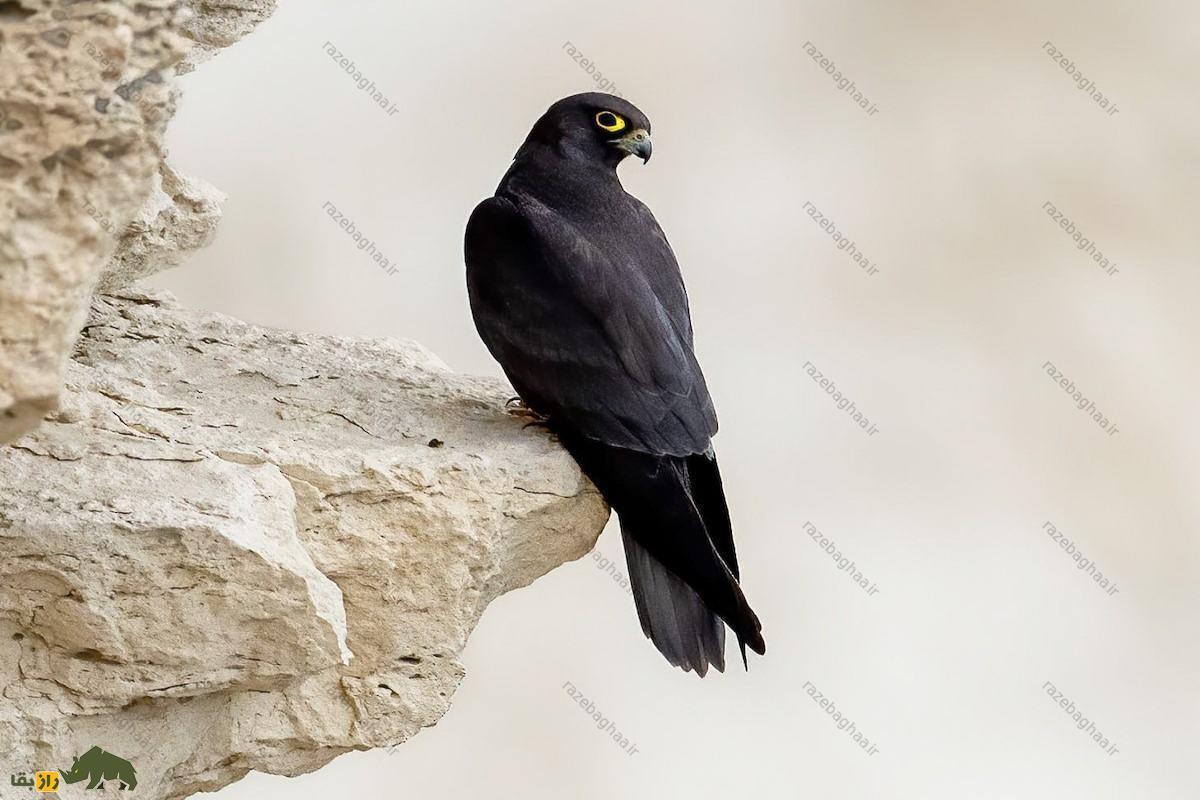 شاهین دودی؛ باهوشترین و زیباترین شاهین جهان که در بندرعباس و سیستان بلوچستان زندگی میکند و در جزیره قشم تولید مثل میکند! شاهین دودی؛ باهوشترین و زیباترین شاهین جهان که در بندرعباس و سیستان بلوچستان زندگی میکند و در جزیره قشم تولید مثل میکند!