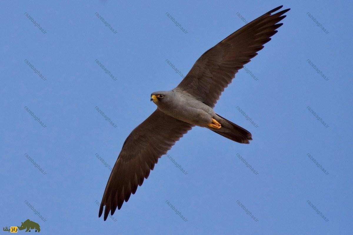 شاهین دودی؛ باهوشترین و زیباترین شاهین جهان که در بندرعباس و سیستان بلوچستان زندگی میکند و در جزیره قشم تولید مثل میکند! شاهین دودی؛ باهوشترین و زیباترین شاهین جهان که در بندرعباس و سیستان بلوچستان زندگی میکند و در جزیره قشم تولید مثل میکند!