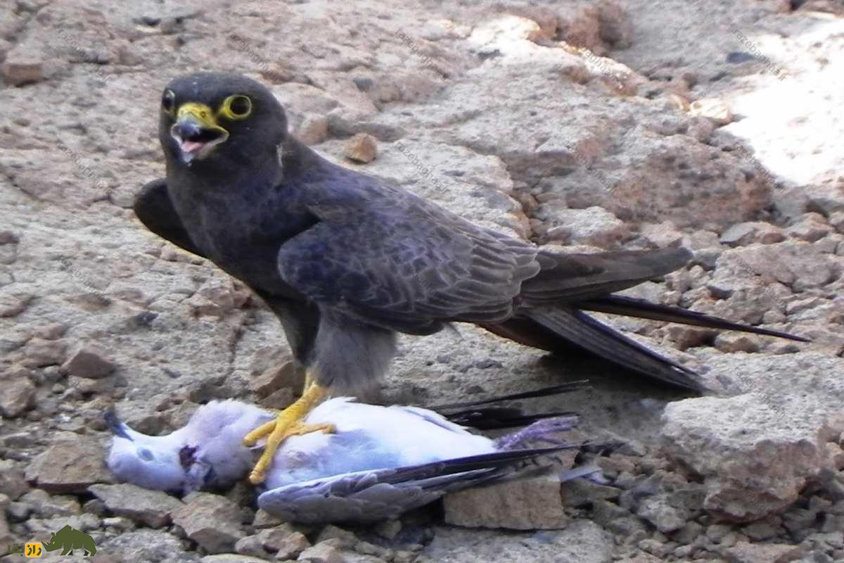 شاهین دودی؛ باهوشترین و زیباترین شاهین جهان که در بندرعباس و سیستان بلوچستان زندگی میکند و در جزیره قشم تولید مثل میکند! شاهین دودی؛ باهوشترین و زیباترین شاهین جهان که در بندرعباس و سیستان بلوچستان زندگی میکند و در جزیره قشم تولید مثل میکند!