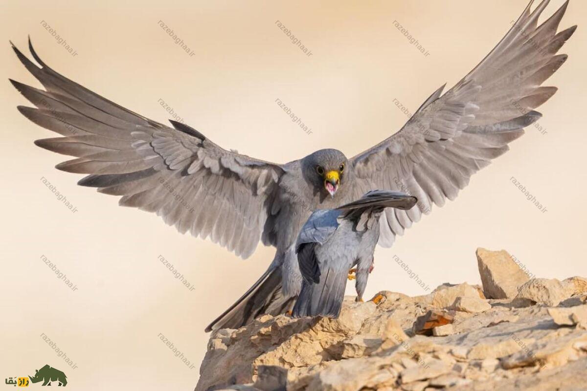 شاهین دودی؛ باهوشترین و زیباترین شاهین جهان که در بندرعباس و سیستان بلوچستان زندگی میکند و در جزیره قشم تولید مثل میکند! شاهین دودی؛ باهوشترین و زیباترین شاهین جهان که در بندرعباس و سیستان بلوچستان زندگی میکند و در جزیره قشم تولید مثل میکند!