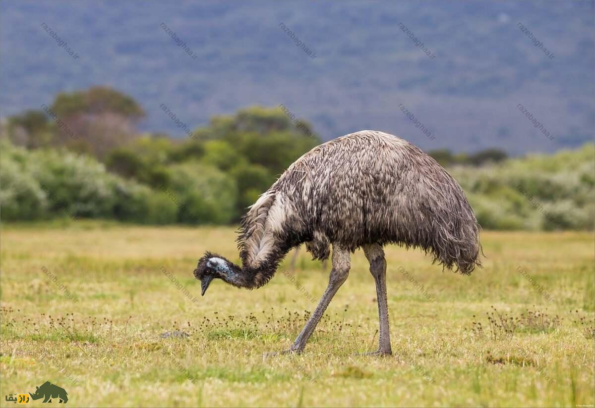 شترمرغ استرالیایی؛ پرنده ملی استرالیا که چهار جفت پلک دارد و رو به عقب حرکت نمیکند شترمرغ استرالیایی؛ پرنده ملی استرالیا که چهار جفت پلک دارد و رو به عقب حرکت نمیکند