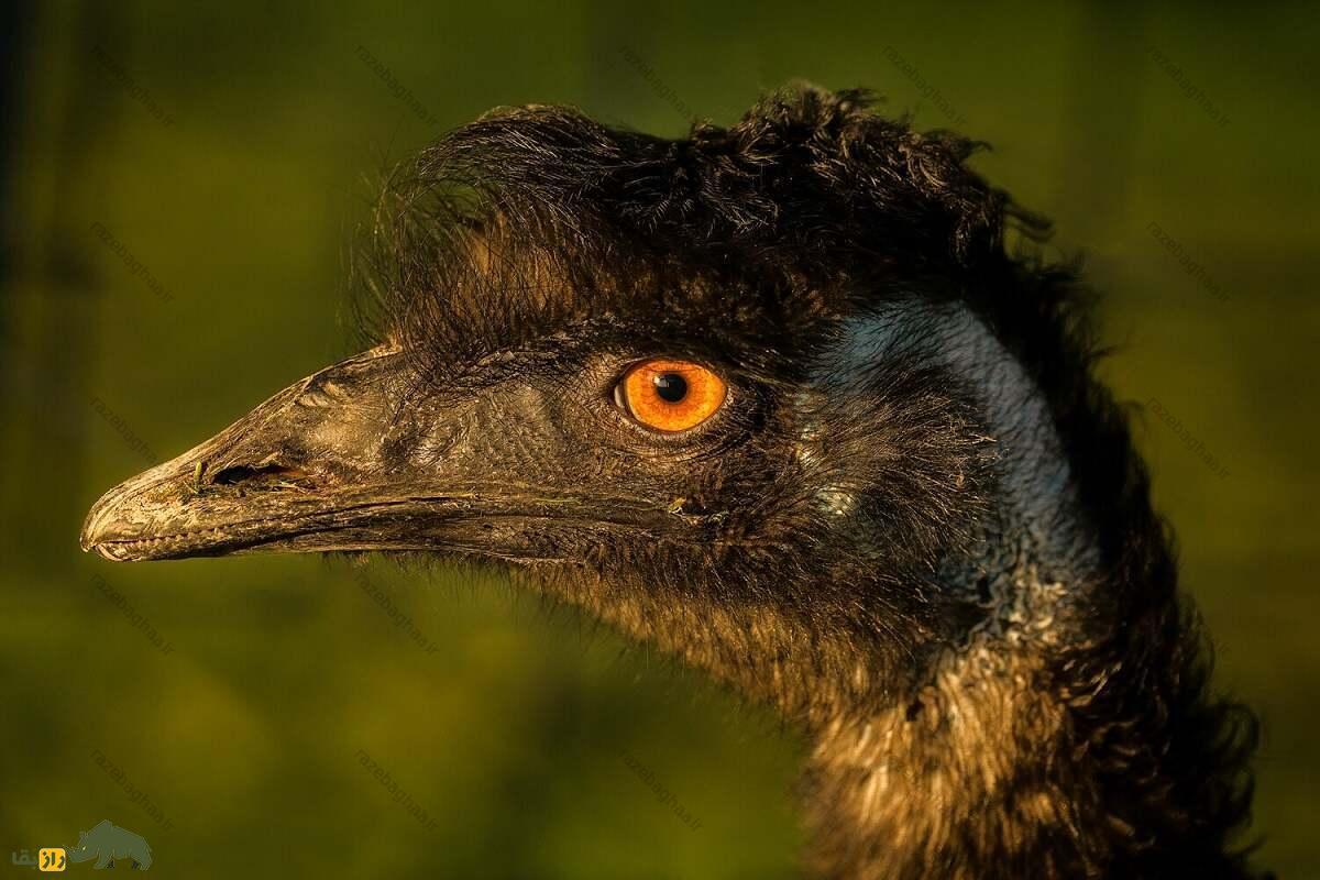 شترمرغ استرالیایی؛ پرنده ملی استرالیا که چهار جفت پلک دارد و رو به عقب حرکت نمیکند سر شترمرغ استرالیایی