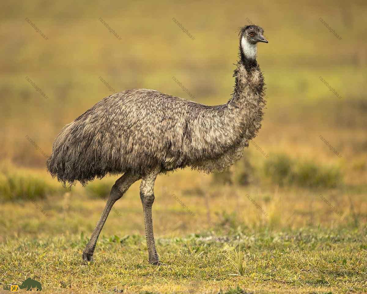 شترمرغ استرالیایی؛ پرنده ملی استرالیا که چهار جفت پلک دارد و رو به عقب حرکت نمیکند شترمرغ استرالیایی