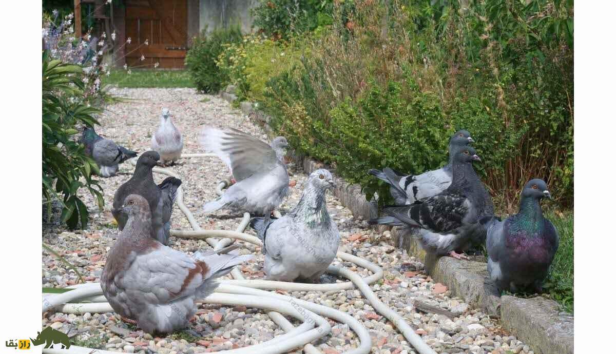 کبوتر موندین؛ کبوتر فرانسوی یک کیلویی که گوشت بسیار لذیذی دارد کبوتر موندین؛ کبوتر فرانسوی یک کیلویی که گوشت بسیار لذیذی دارد