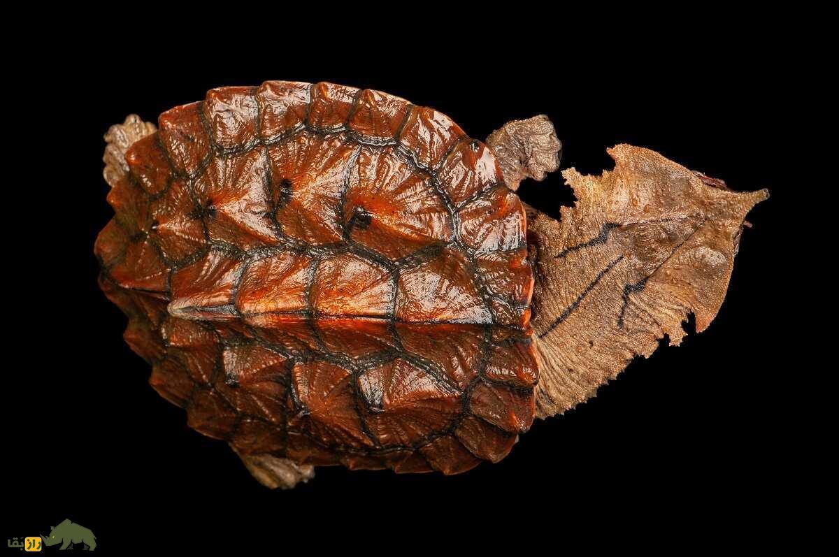 لاکپشت ماتا ماتا؛ لاکپشت معروف به اژدهای مرداب که شبیه یک دایناسور خزنده است لاکپشت ماتا ماتا؛ لاکپشت معروف به اژدهای مرداب که شبیه یک دایناسور خزنده است