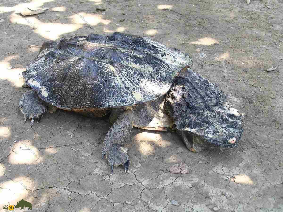 لاکپشت ماتا ماتا؛ لاکپشت معروف به اژدهای مرداب که شبیه یک دایناسور خزنده است لاکپشت ماتا ماتا؛ لاکپشت معروف به اژدهای مرداب که شبیه یک دایناسور خزنده است