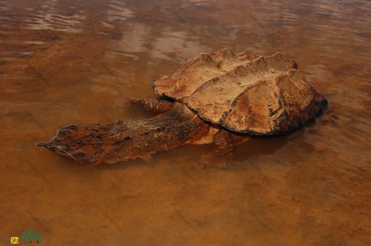 لاکپشت ماتا ماتا؛ لاکپشت معروف به اژدهای مرداب که شبیه یک دایناسور خزنده است لاکپشت ماتا ماتا؛ لاکپشت معروف به اژدهای مرداب که شبیه یک دایناسور خزنده است