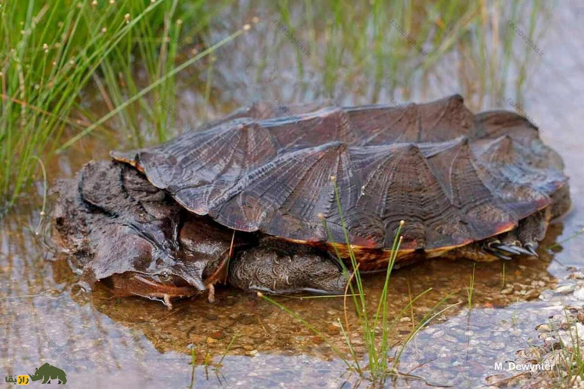 لاکپشت ماتا ماتا؛ لاکپشت معروف به اژدهای مرداب که شبیه یک دایناسور خزنده است لاکپشت ماتا ماتا؛ لاکپشت معروف به اژدهای مرداب که شبیه یک دایناسور خزنده است