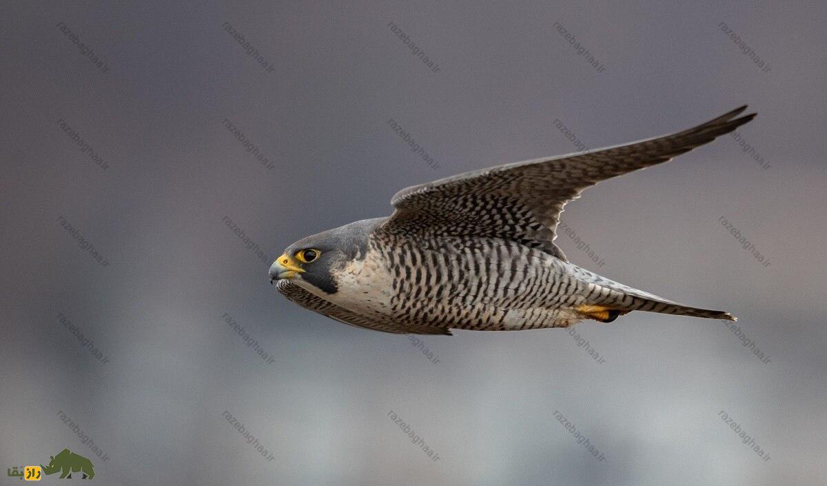 شاهین بحری؛ پرنده‌ای که بینایی‌اش ۸ برابر انسان است و دنیا را به صورت تصویر آهسته می‌بیند