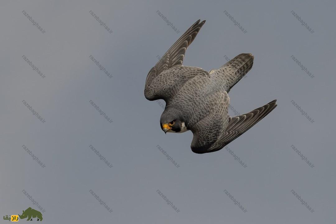 شاهین بحری؛ پرنده‌ای که بینایی‌اش ۸ برابر انسان است و دنیا را به صورت تصویر آهسته می‌بیند