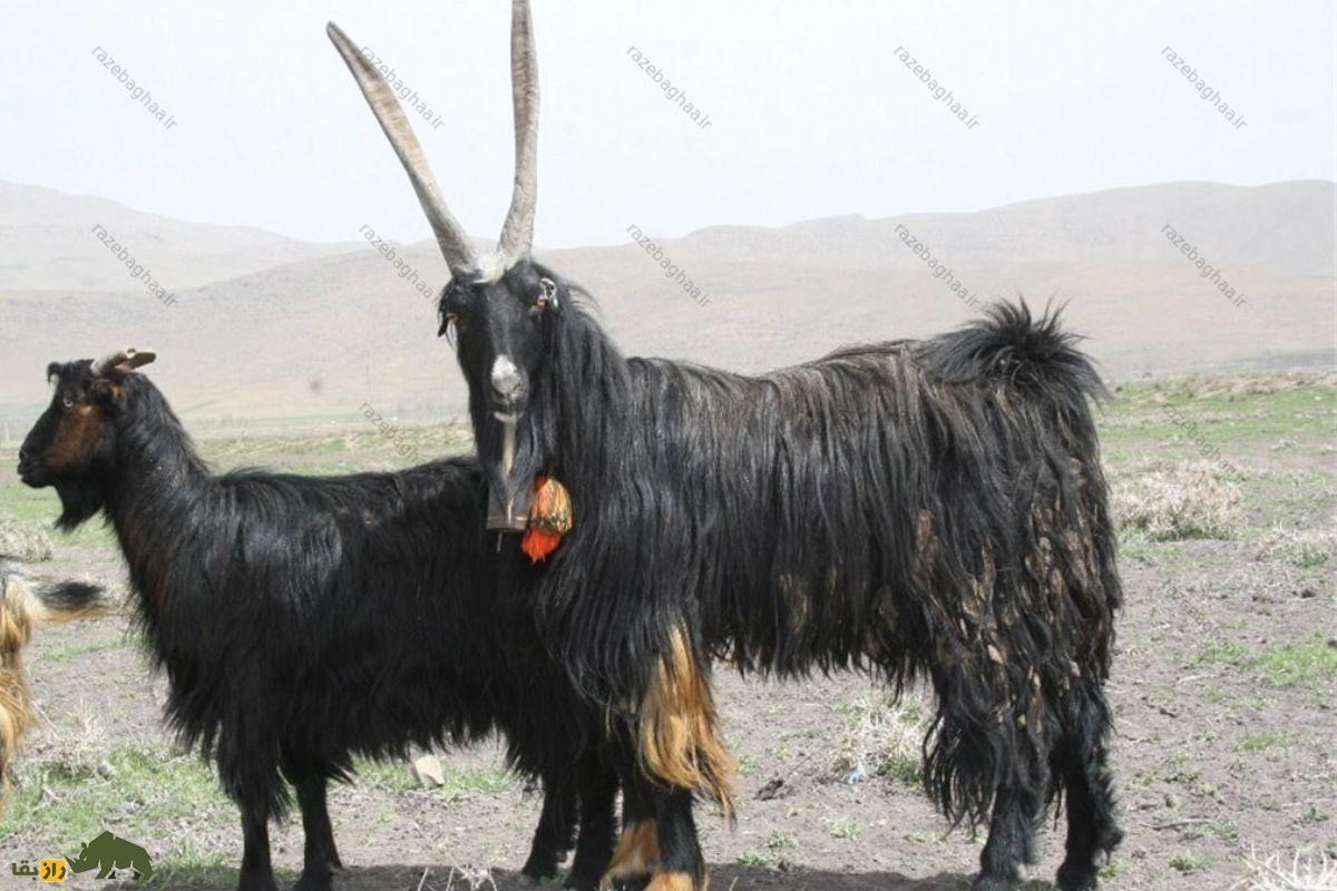بز نر و ماده سیاه بختیاری