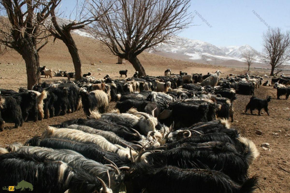 گله بز سیاه بختیاری