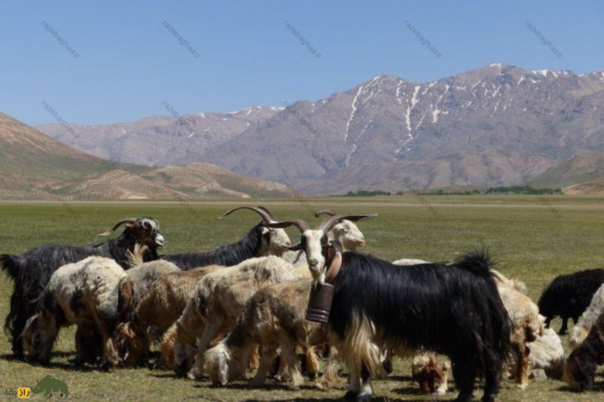 گله بز سیاه بختیاری