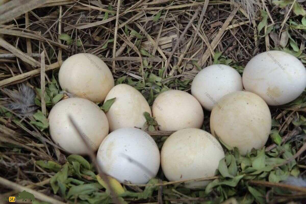 لانه مرغ جیرفتی و تخم های سفید رنگ این پرنده