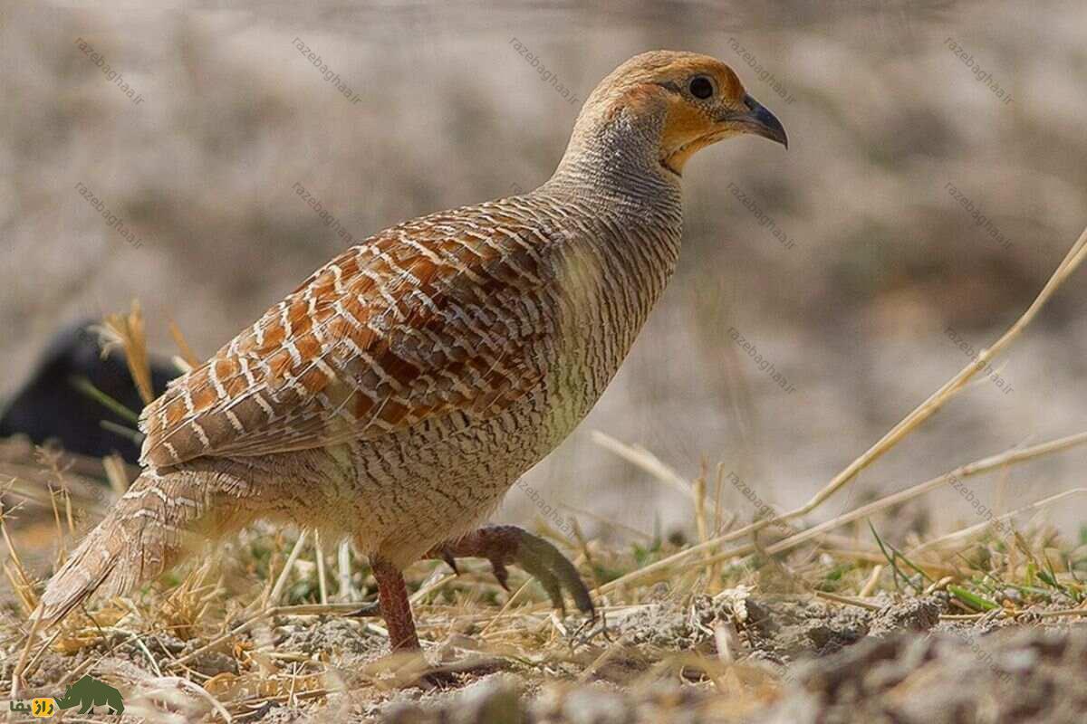 مرغ جیرفتی قهوه ای در حال راه رفتن
