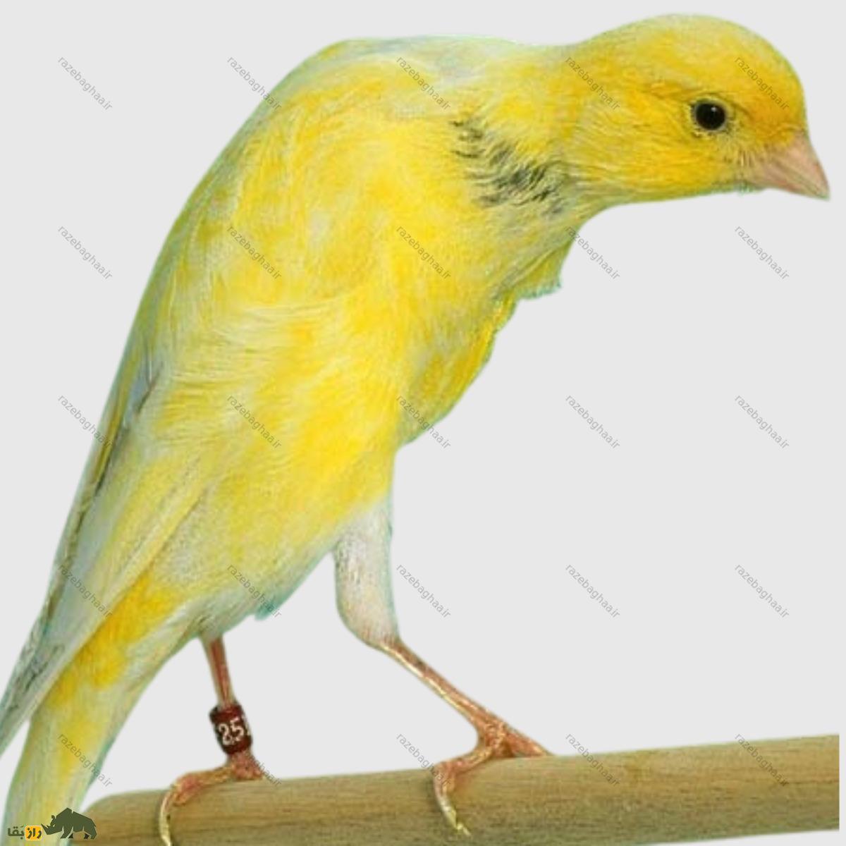 قناری بلژیکی؛ عجیبترین قناری دنیا که قوز دارد و بهترین نوعش ۳۵۰ میلیون تومان قیمت دارد قناری بلژیکی؛ عجیبترین قناری دنیا که قوز دارد و بهترین نوعش ۳۵۰ میلیون تومان قیمت دارد