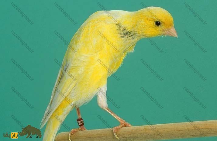 قناری بلژیکی؛ عجیبترین قناری دنیا که قوز دارد و بهترین نوعش ۳۵۰ میلیون تومان قیمت دارد قناری بلژیکی؛ عجیبترین قناری دنیا که قوز دارد و بهترین نوعش ۳۵۰ میلیون تومان قیمت دارد
