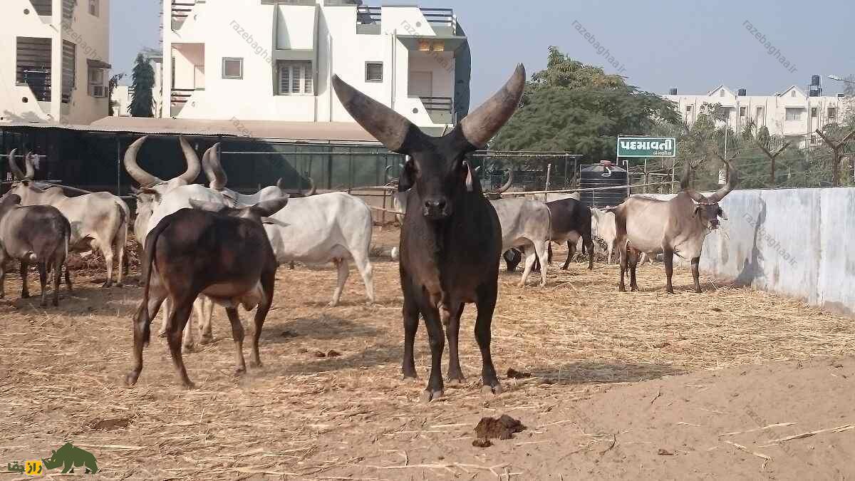 گاو کانکریج با شاخ‌های غول پیکر