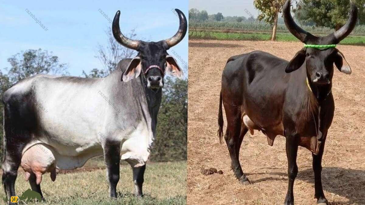 دو رأس گاو کانکریج با دو رنگ متفاوت