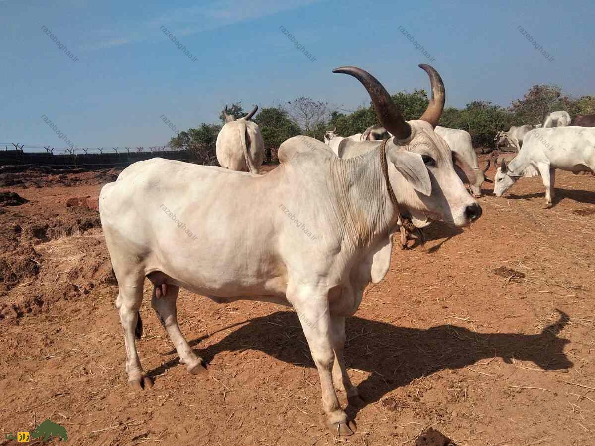 گاو کانکریج سفید