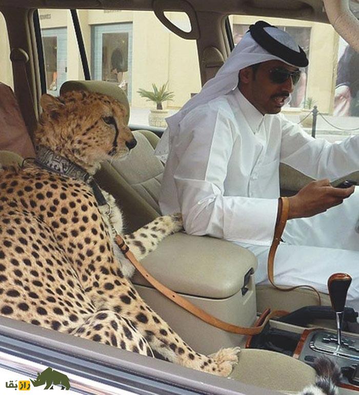 محمد بن سلمان عاشق چه حیواناتی است؟ محمد بن سلمان عاشق چه حیواناتی است؟