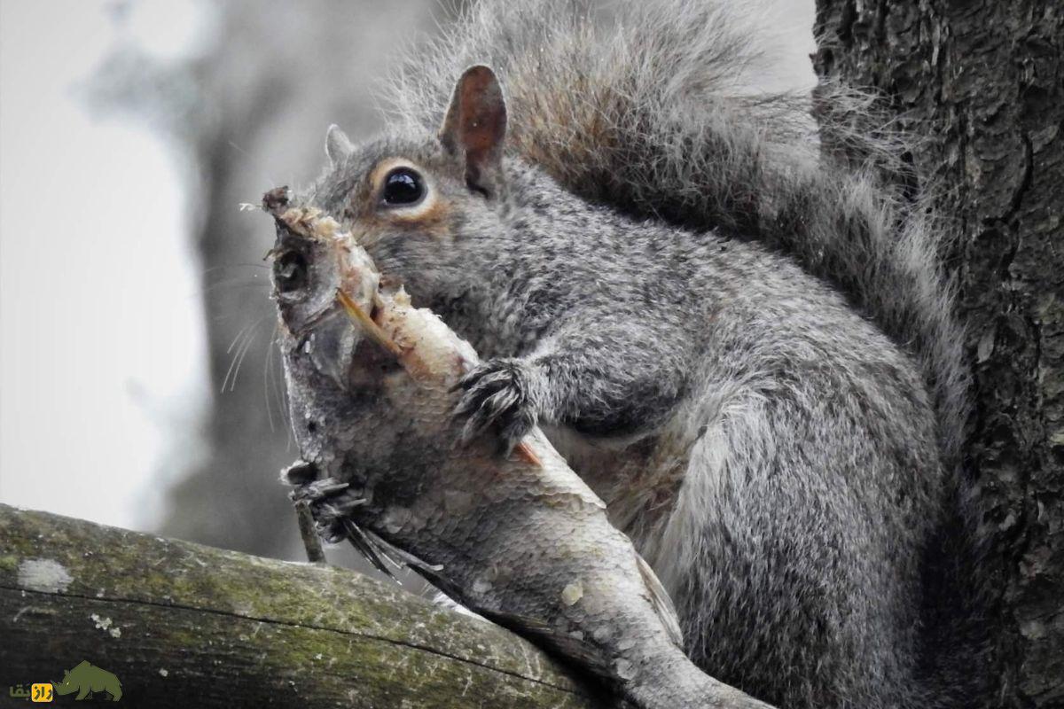 کشتار وحشتناک در پارک کالیفرنیا؛ تبدیل سنجاب‌ها به گوشت‌خوارانی ترسناک