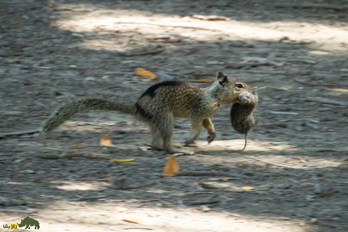 سنجاب در حال شکار موش