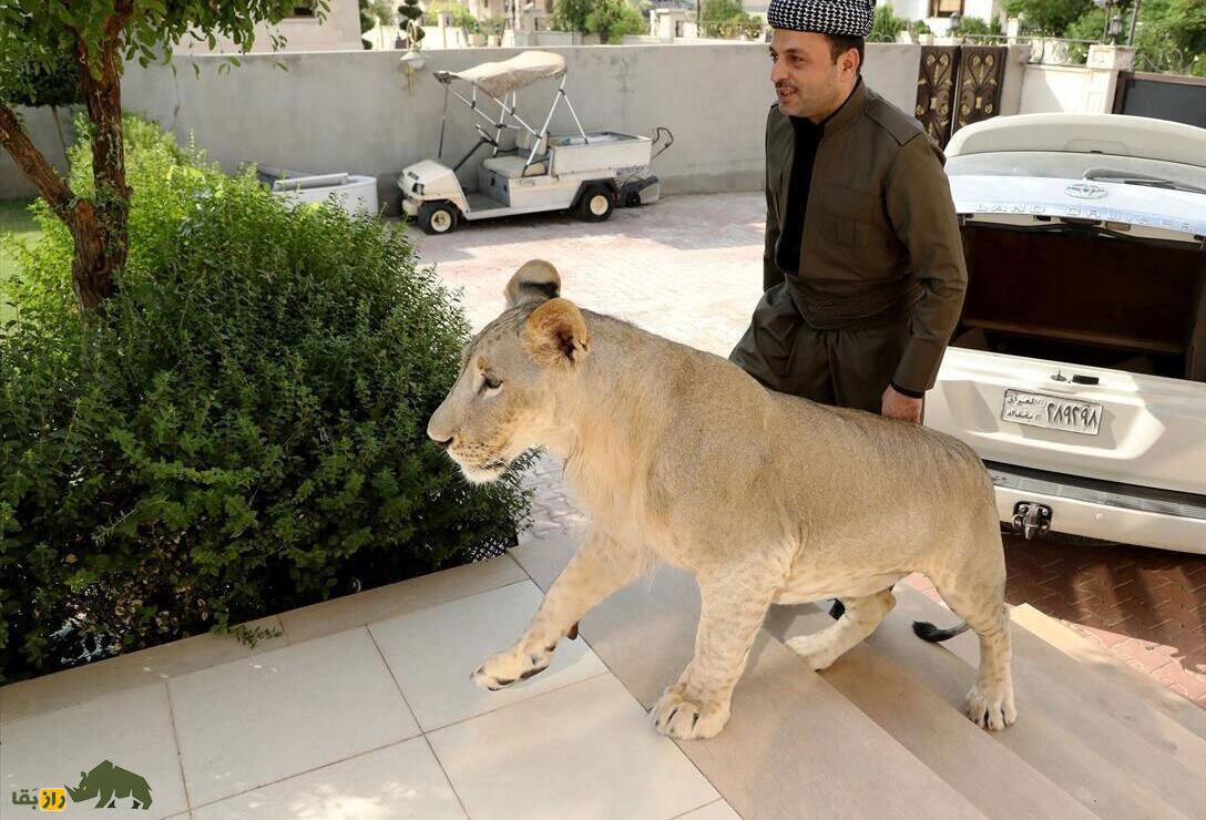محمد بن سلمان عاشق چه حیواناتی است؟ محمد بن سلمان عاشق چه حیواناتی است؟