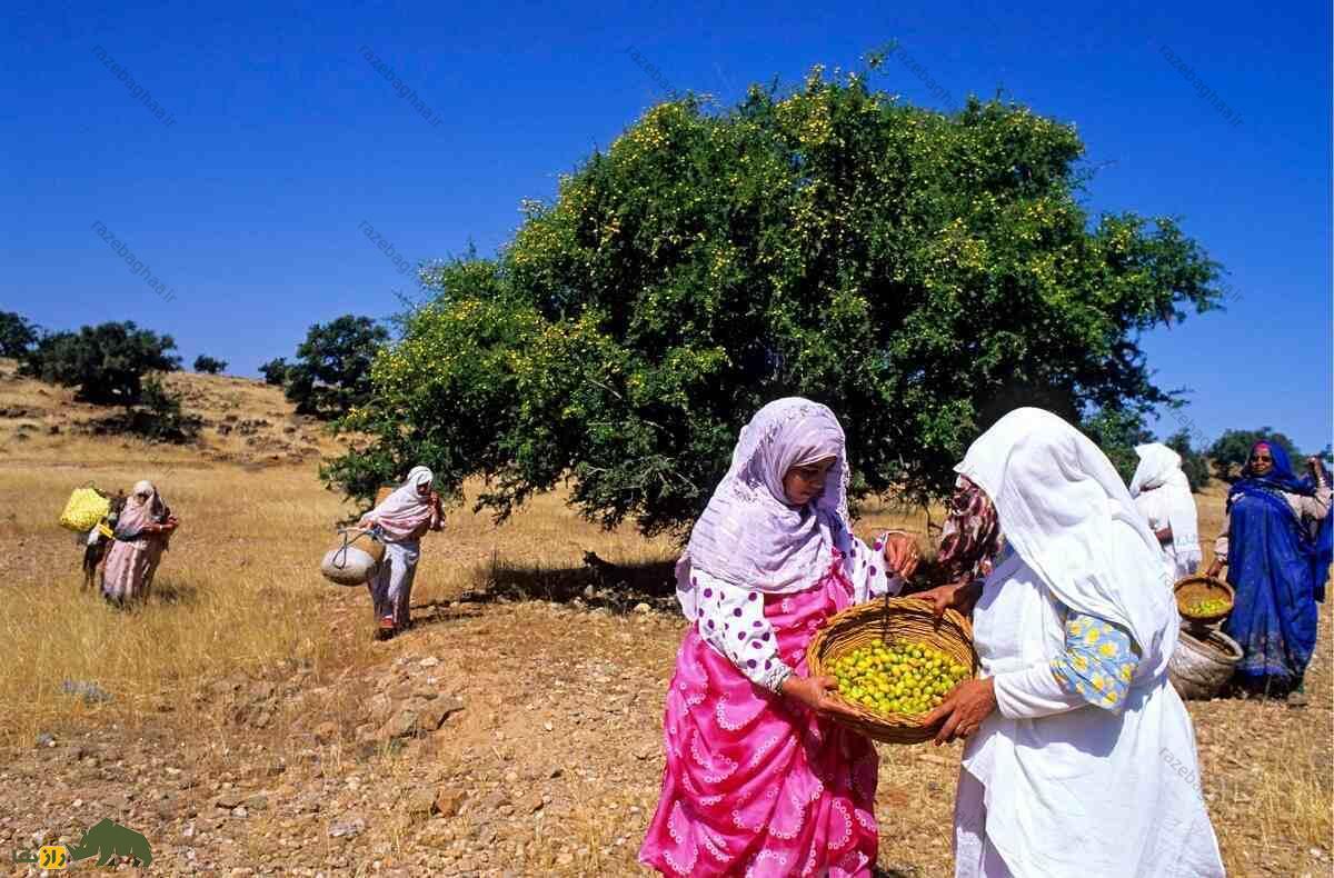 بز مراکشی؛ بز میوهخواری که بالای درخت ۹ متری زندگی میکند و از مدفوعش روغن میگیرند مردم محلی در حال چیدن میوه درخت آرگان برای روغن گیری