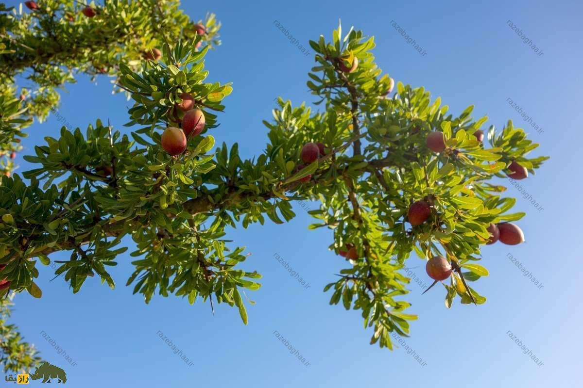 بز مراکشی؛ بز میوهخواری که بالای درخت ۹ متری زندگی میکند و از مدفوعش روغن میگیرند شاخه های درخت آرگان
