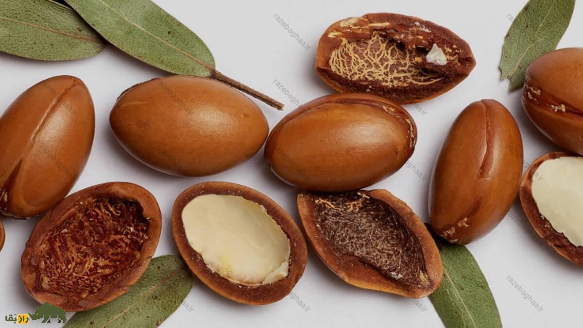 بز مراکشی؛ بز میوهخواری که بالای درخت ۹ متری زندگی میکند و از مدفوعش روغن میگیرند هسته میوه درخت آرگان