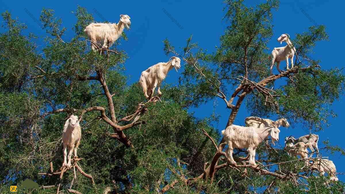 بز مراکشی؛ بز میوهخواری که بالای درخت ۹ متری زندگی میکند و از مدفوعش روغن میگیرند گله بز مراکشی در حال خوردن میوه آرگان