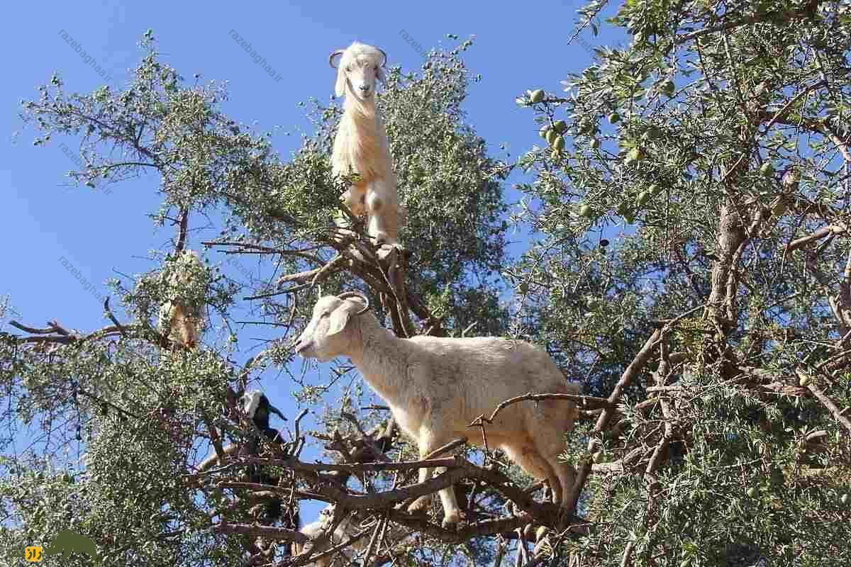 بز مراکشی؛ بز میوهخواری که بالای درخت ۹ متری زندگی میکند و از مدفوعش روغن میگیرند بز مراکشی سفیدرنگ روی درخت آرگان