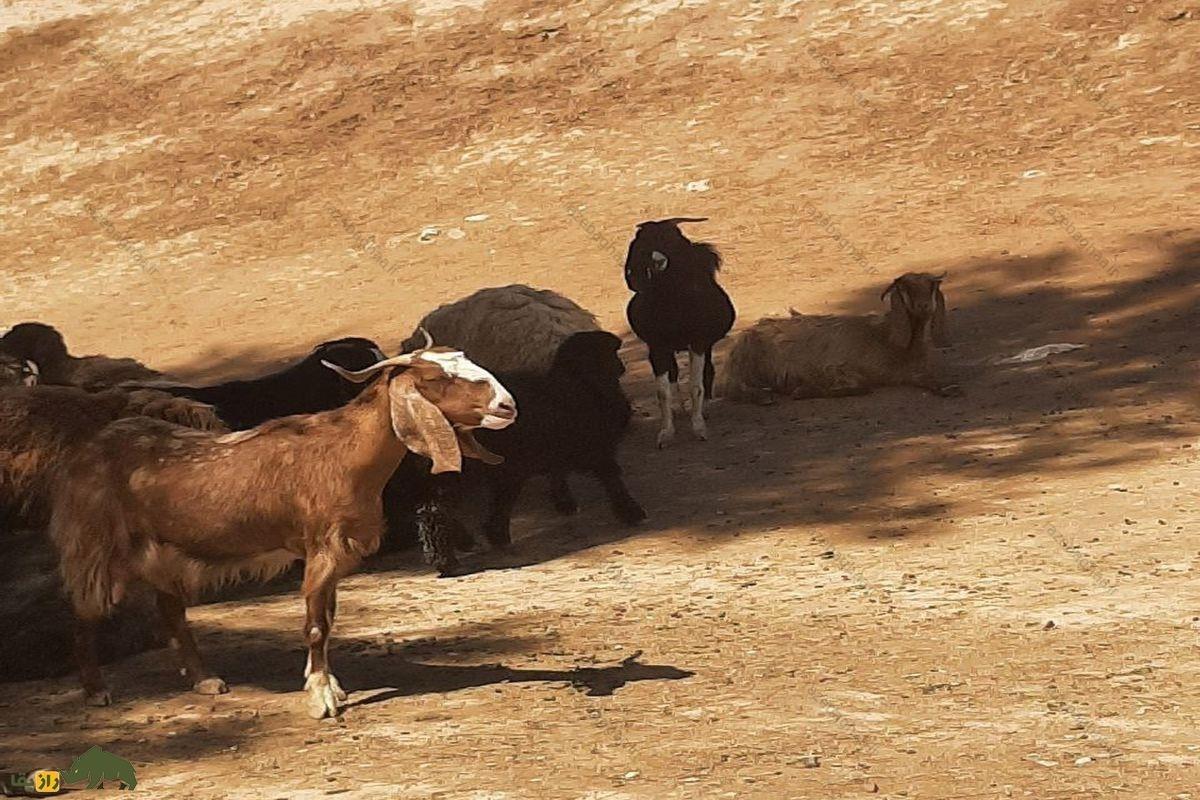 بُز تالی جزیره قشم: نمادی از مقاومت و کیفیت در جنوب ایران بُز تالی قهوه ای