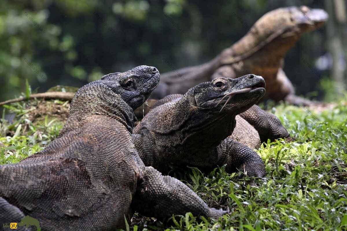 ماجرای زن معروف به «دکتر اژدها» که «اژدهای کومودو» را به صرف چای دعوت کرد سه اژدهای کومودو در یک قاب