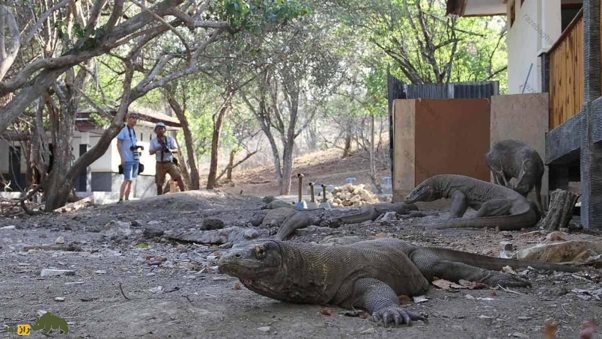 ماجرای زن معروف به «دکتر اژدها» که «اژدهای کومودو» را به صرف چای دعوت کرد اژدهای کومودو در یک ویرانه