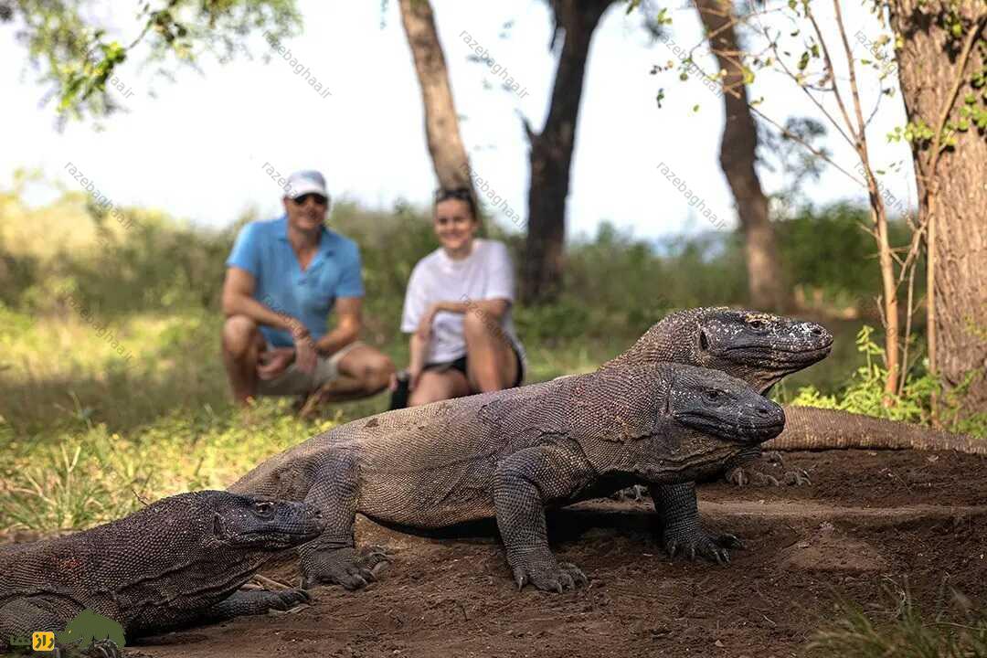 ماجرای زن معروف به «دکتر اژدها» که «اژدهای کومودو» را به صرف چای دعوت کرد دو نفر در کنار اژدهای کومودو