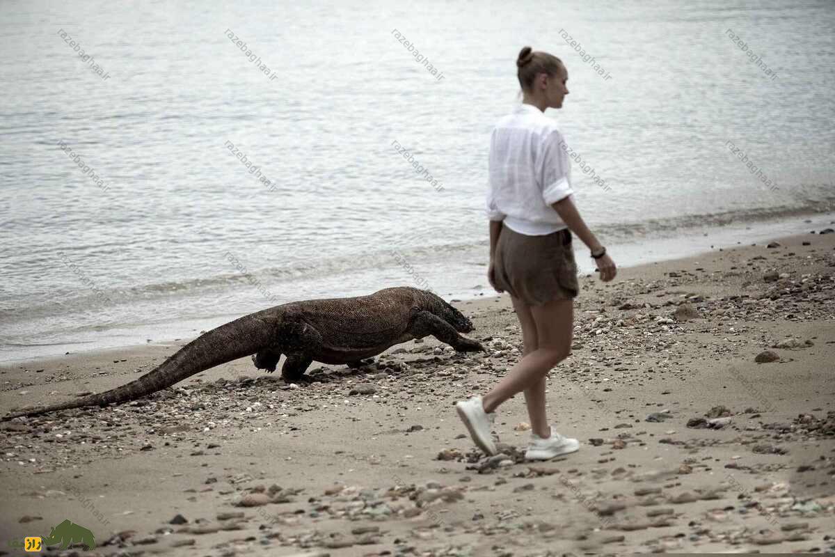 ماجرای زن معروف به «دکتر اژدها» که «اژدهای کومودو» را به صرف چای دعوت کرد پیاده روی یک زن با «اژدهای کومودو»