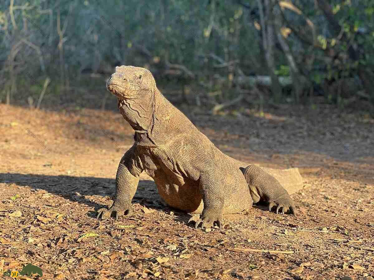 ماجرای زن معروف به «دکتر اژدها» که «اژدهای کومودو» را به صرف چای دعوت کرد اژدهای کومودو با گردنی افراشته