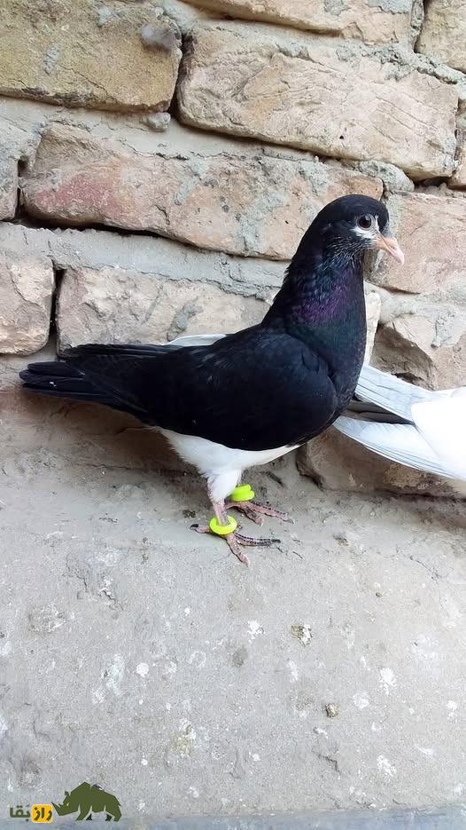 کبوتر مولتانی سیاه و سفید