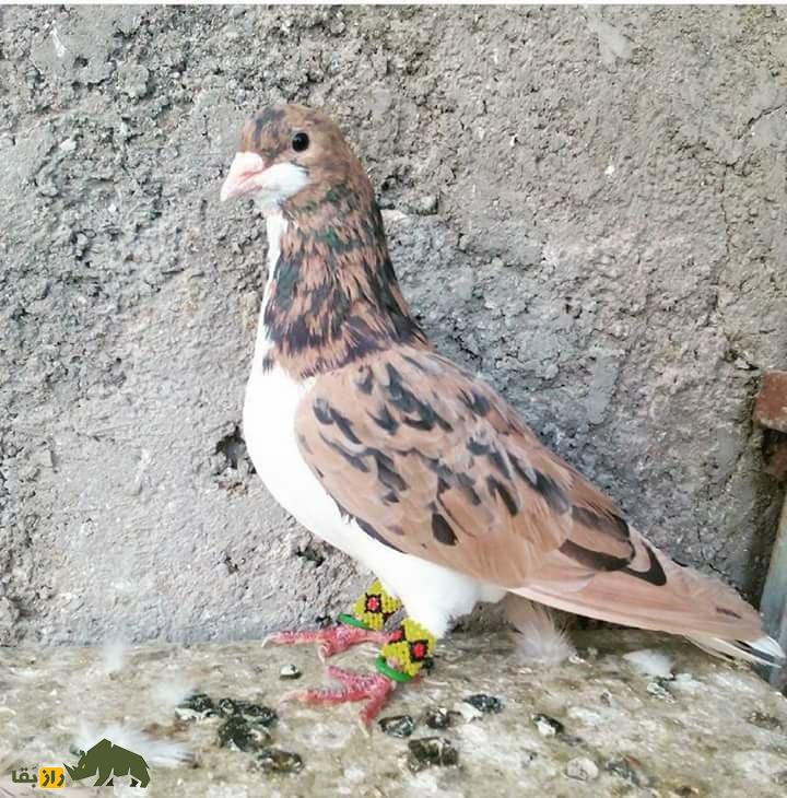 کبوتر مولتانی؛ کبوتر پاکستانی که بلندترین صدا را در بین کبوتر‌ها دارد