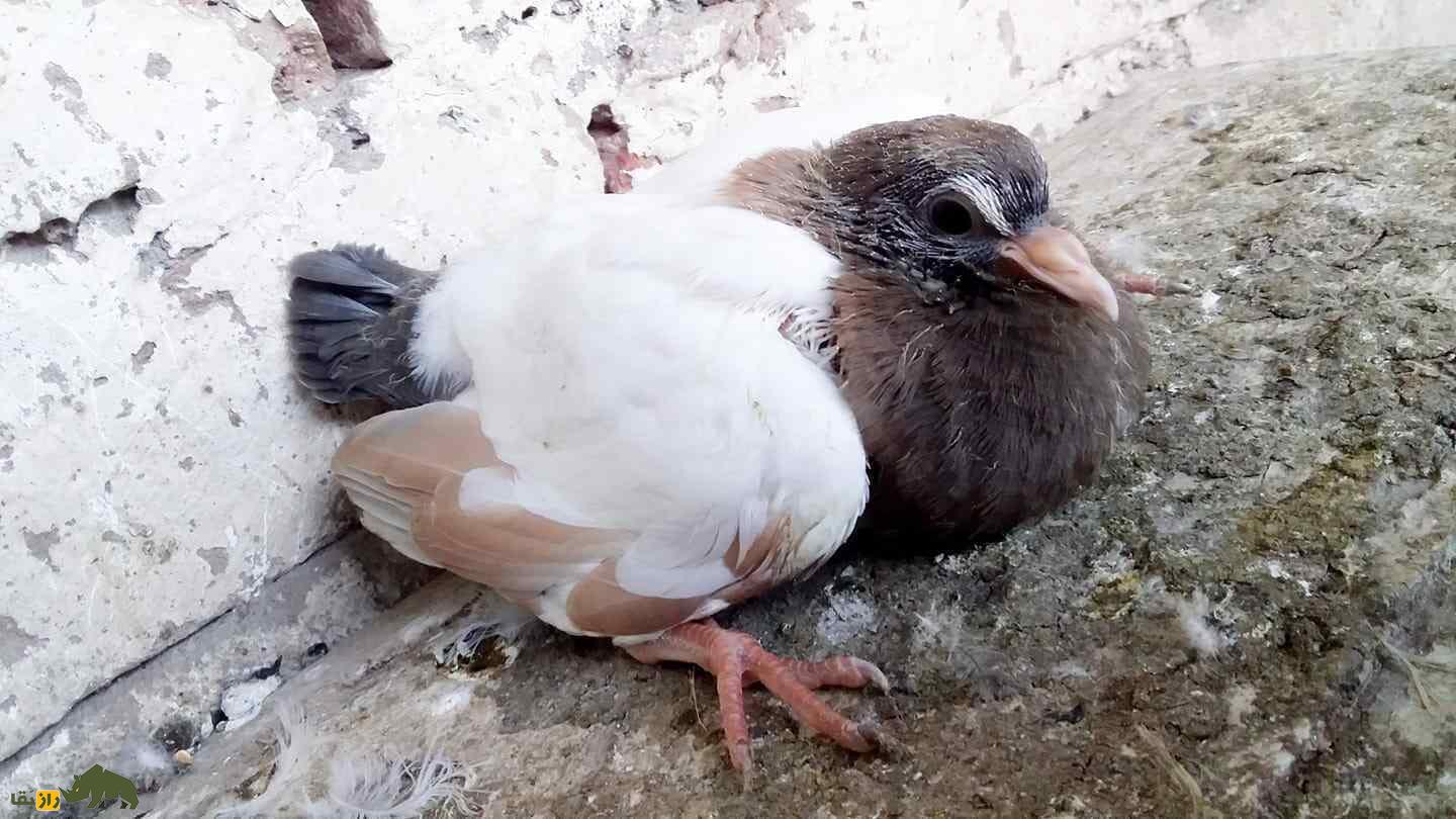 کبوتر مولتانی؛ کبوتر پاکستانی که بلندترین صدا را در بین کبوتر‌ها دارد