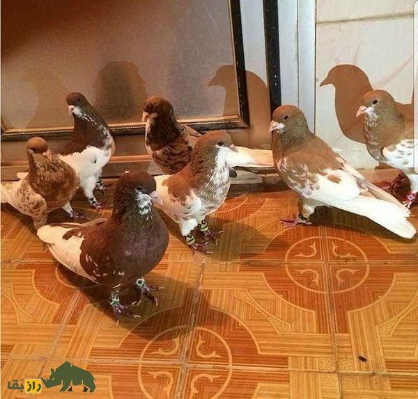 دسته کبوتر مولتانی در حال قدم زدن
