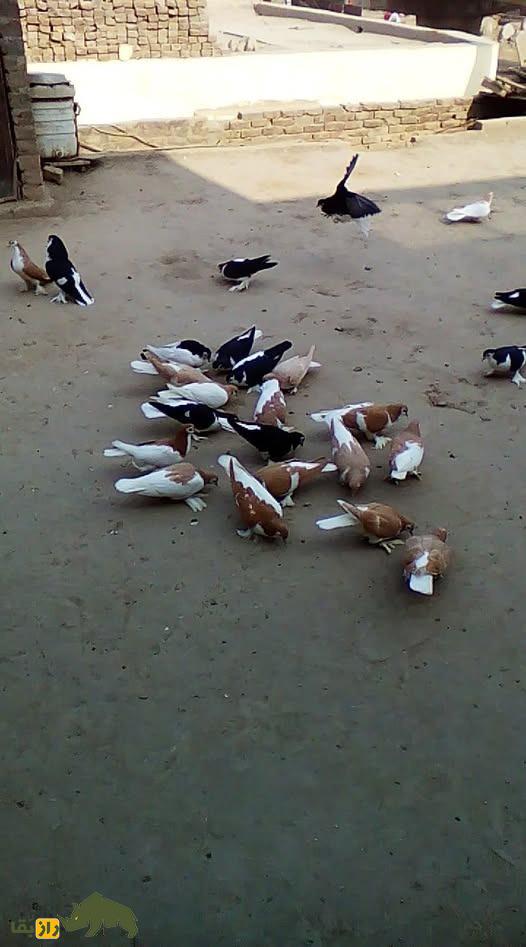 دسته کبوتر مولتانی