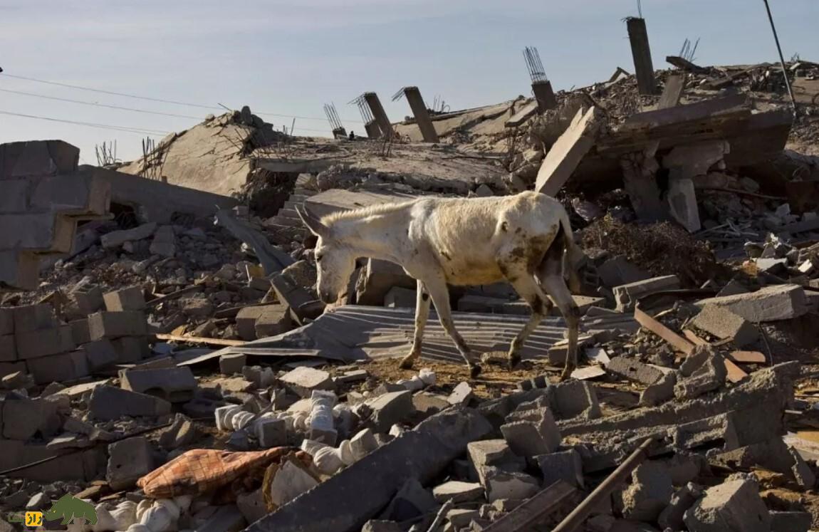 خرها باارزشتر از طلا؛ حیوانی که در کمبود سوخت ناجی جنگزدگان غزه است خری سفید در میان ویرانه های شهر جنگ زده غزه